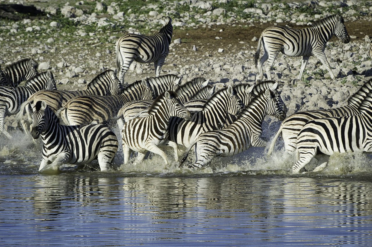 Zebra's in Etosha National Park - Namibia