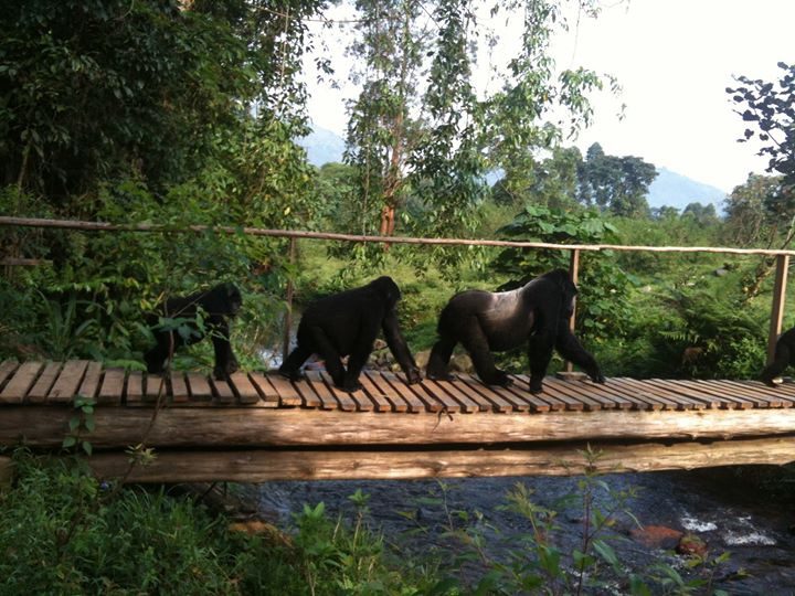 gorillas crossing bridge uganda seen while gorilla viewing in Africa
