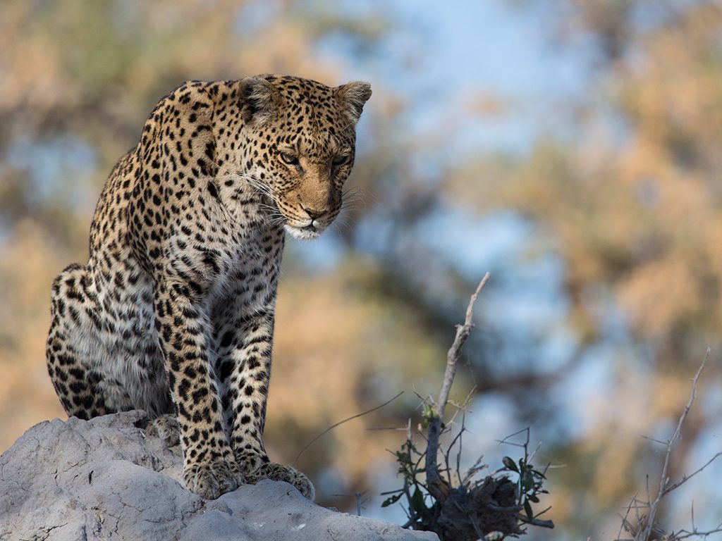 Leopard staring intently at something out of the shot