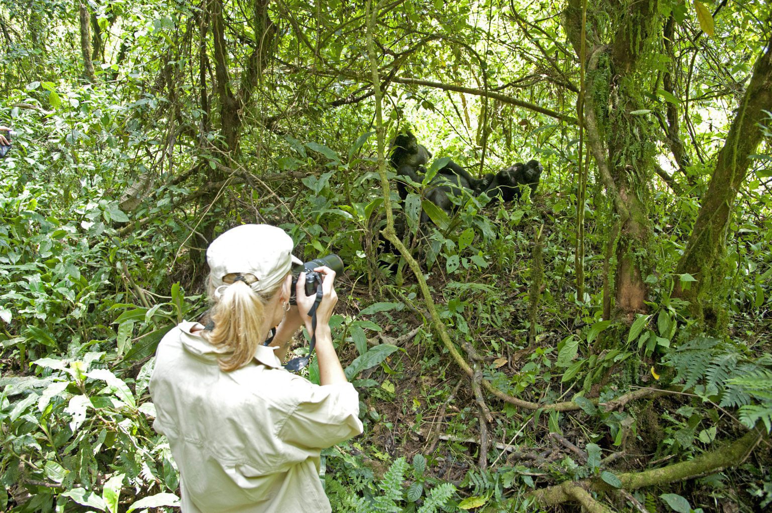 woman in a hat taking a photo of a gorilla in the forest