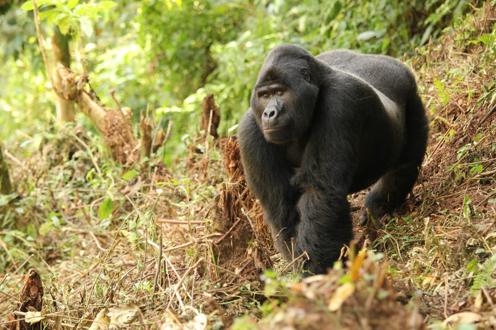 while on our best Uganda safari view Gorilla Bwindi Impenetrable Forrest Uganda Safari