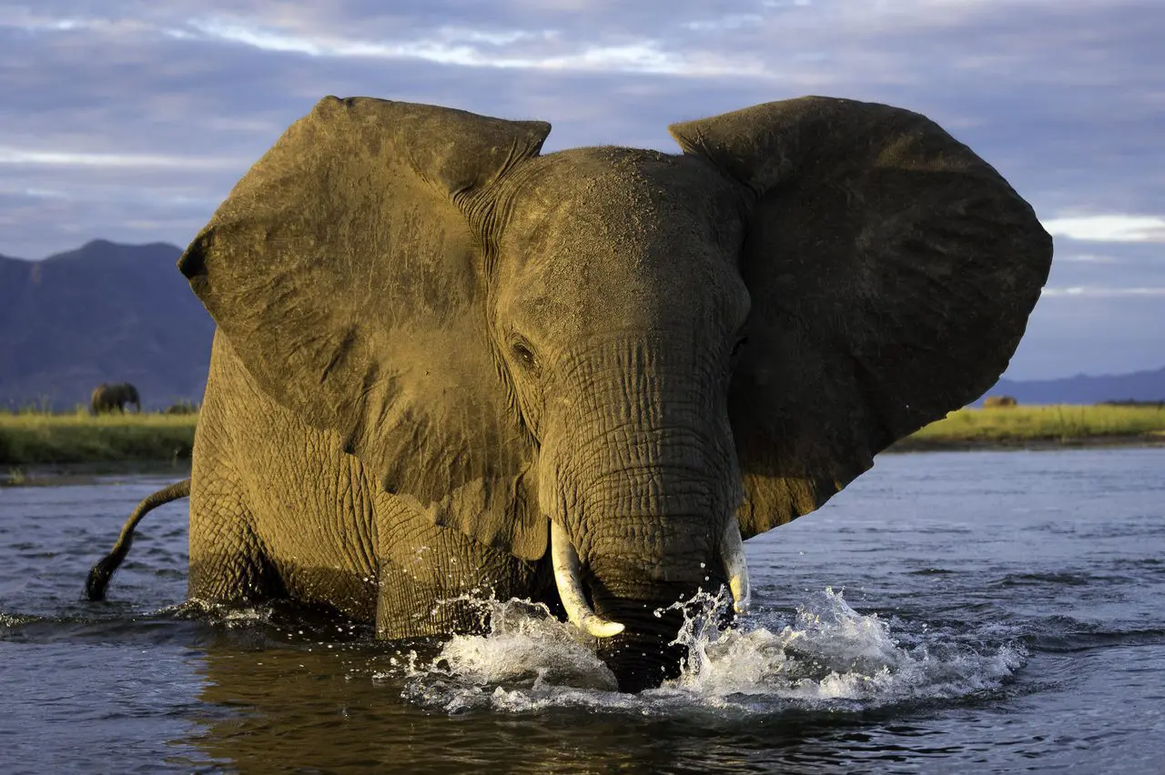elephant in water close up