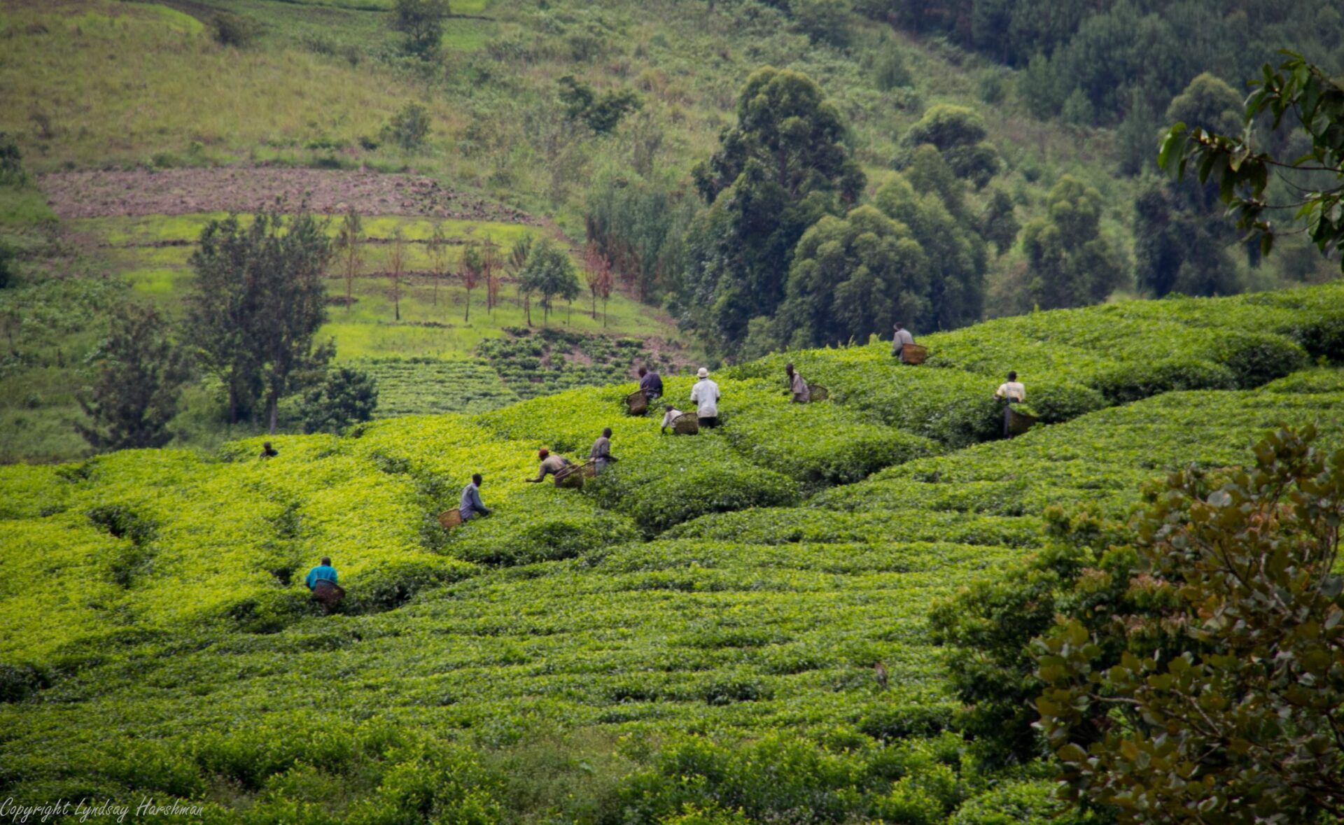 tea plantation seen on luxury Uganda safari
