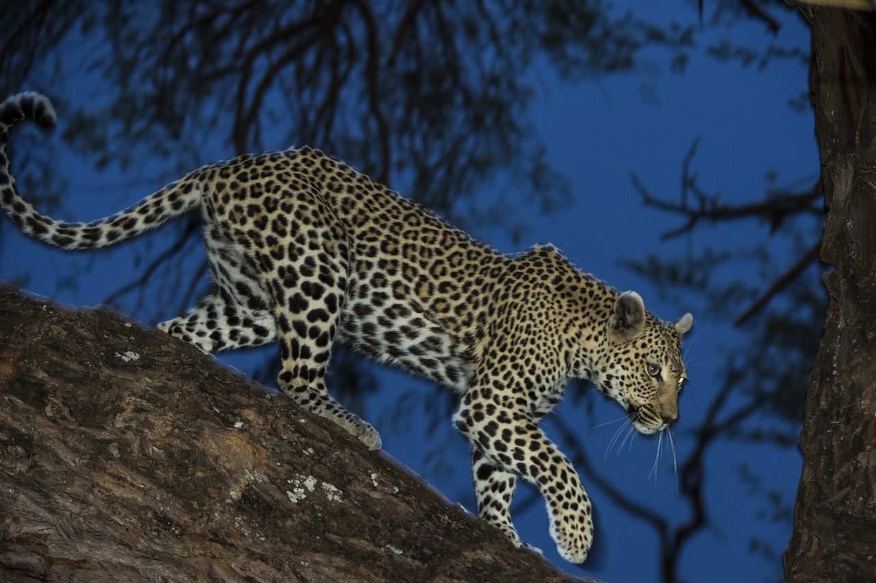 Night Game Drive - Safari Trips Africa & Beyond | Extraordinary Journeys