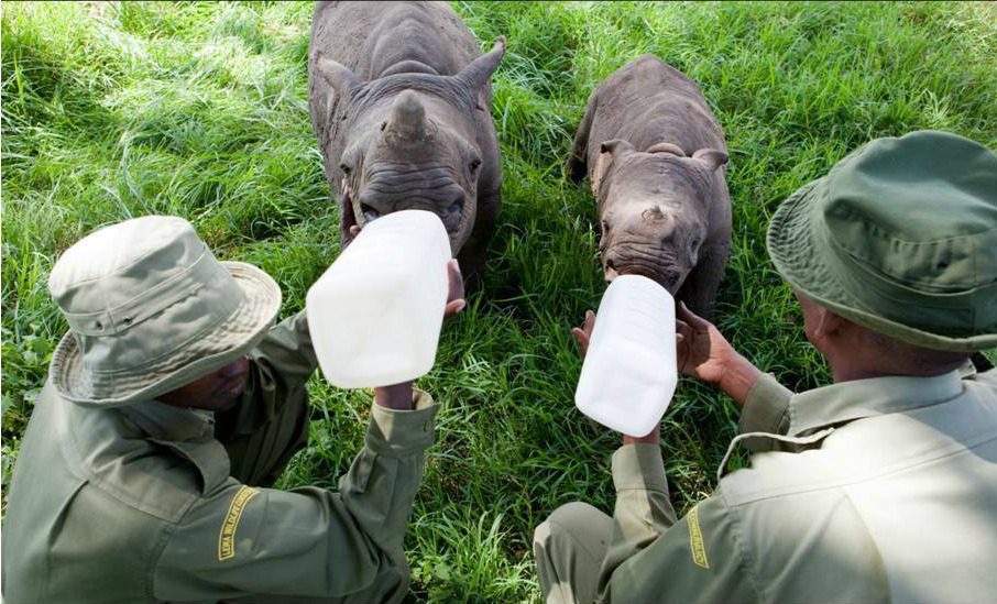 Protecting Kenya: A Luxury Conservation Safari, Lewa Wildlife Conservancy - Laikipia, Kenya