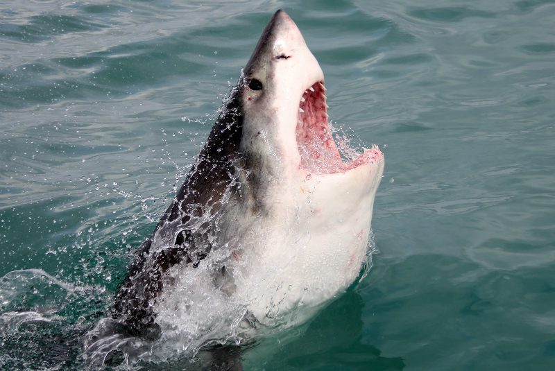 great white shark jumping out of the ocean with mouth open on a cage diving safari