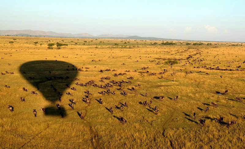 hot air balloon shadow over the migration tanzania