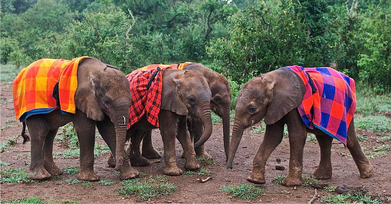 Elephant Conservation Safari to Kenya, Orphan elephants Sheldricki