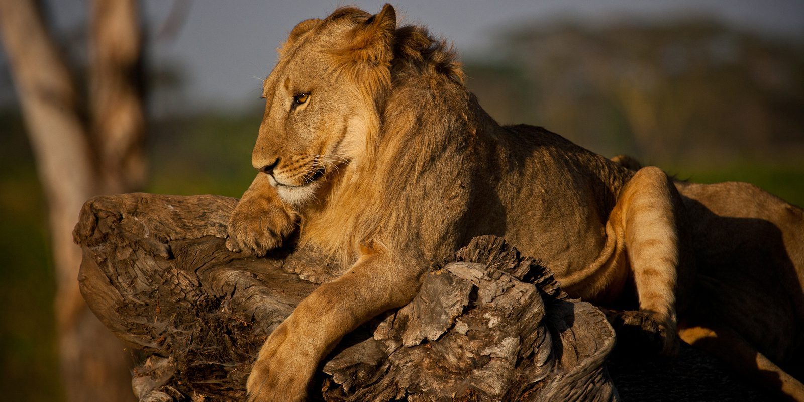 Elephant Conservation Safari to Kenya, Lewa Lion