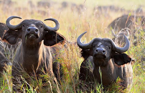 Buffaloes in Kidepo
