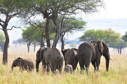Elephants in Kidepo