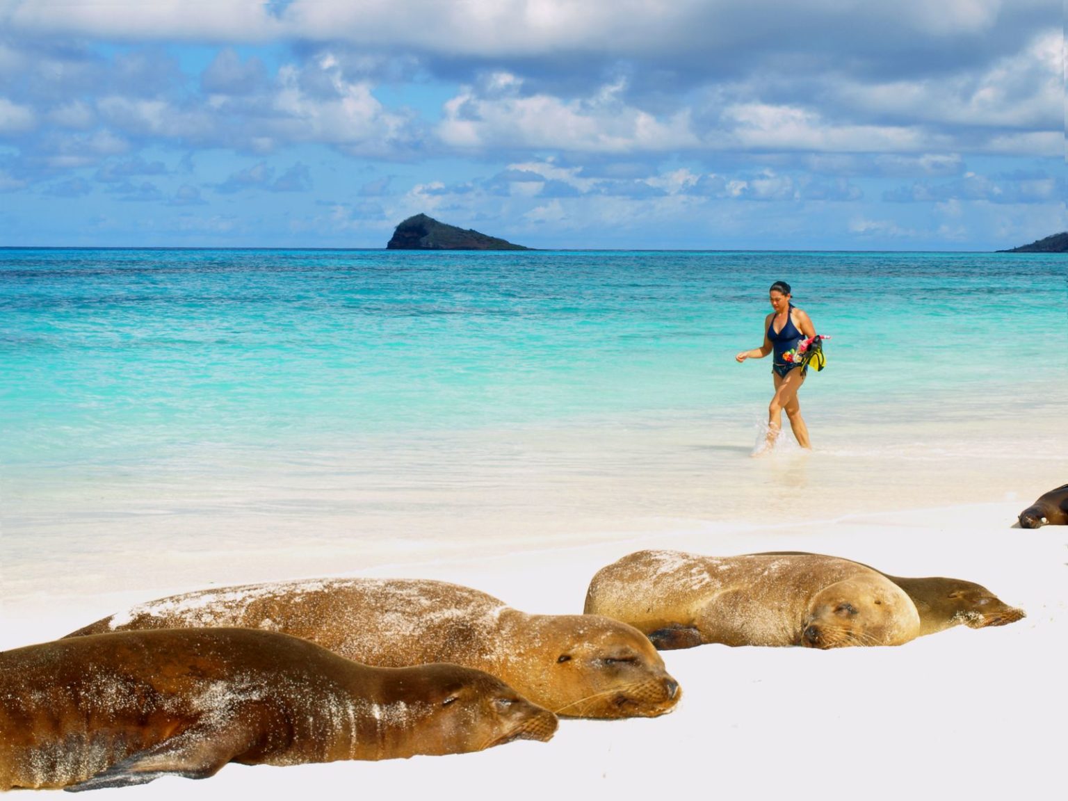 woman walking through turquoise water with sea lions in foreground