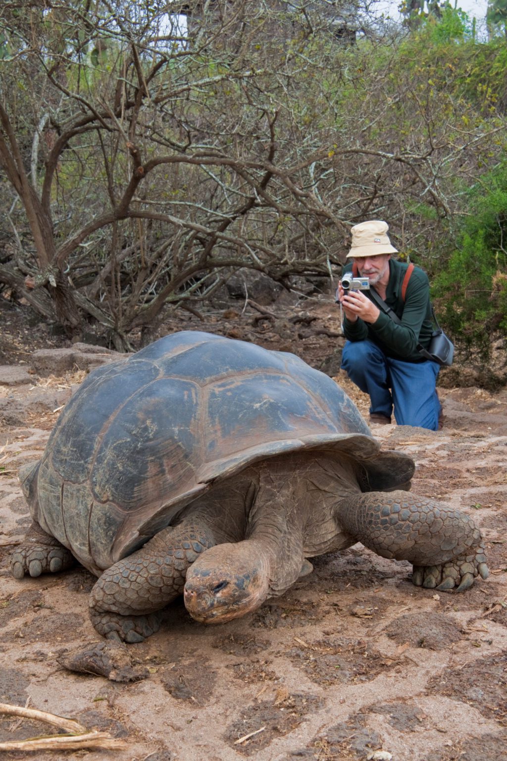 giant tortoise in sand and man taking video