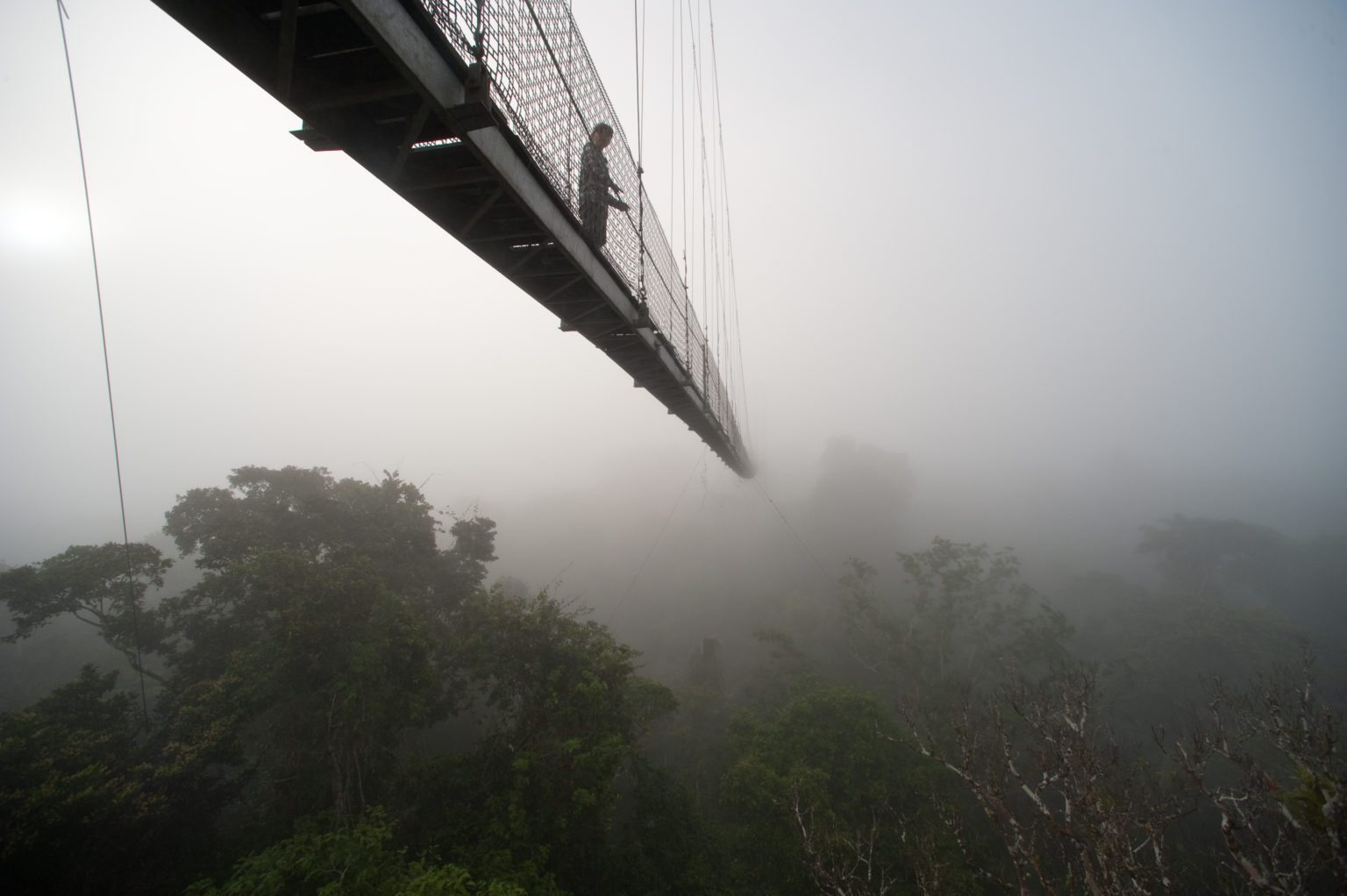 canopy bridge hanging over trees in clouds
