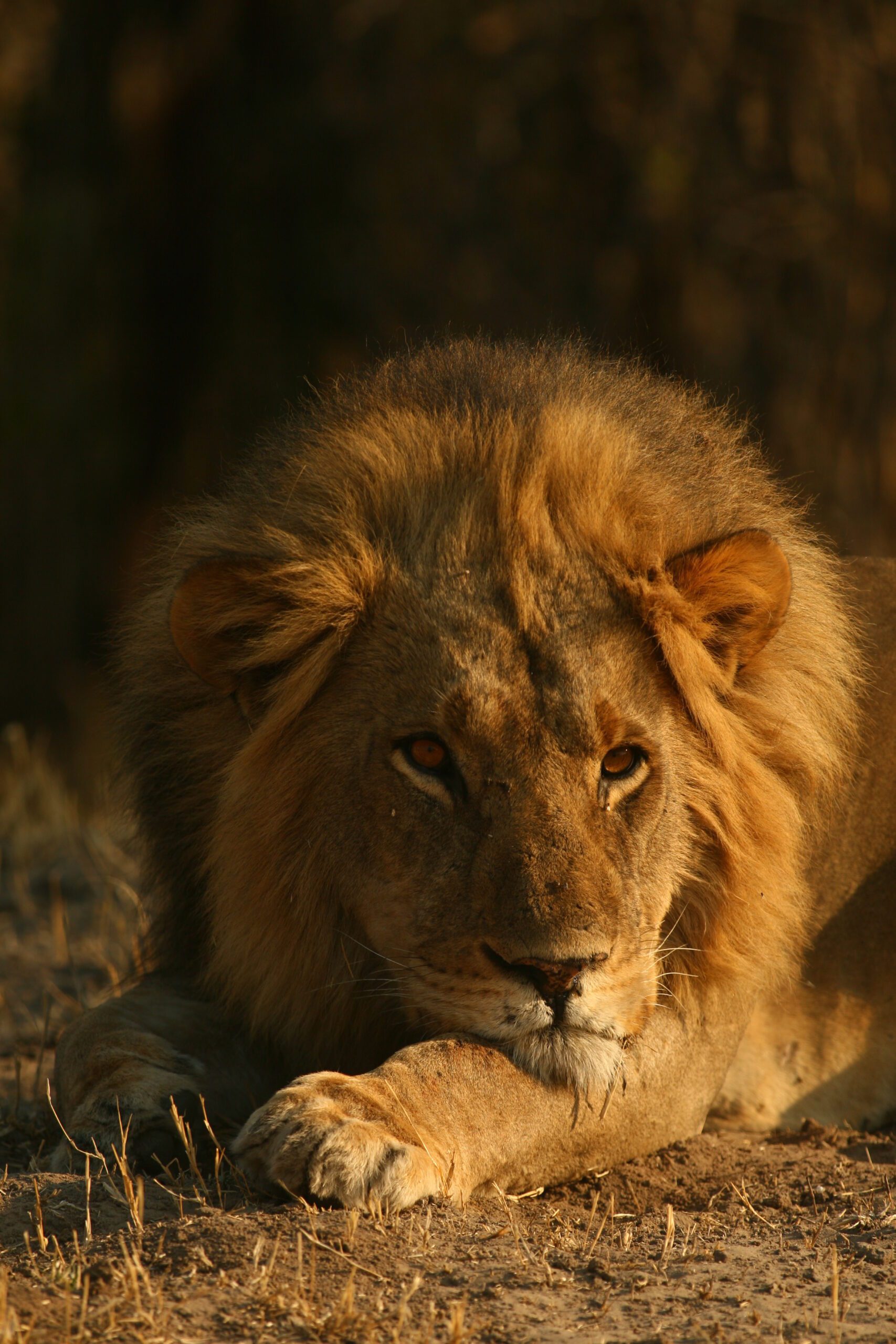Safaris for Travelers with Disabilities, Lion