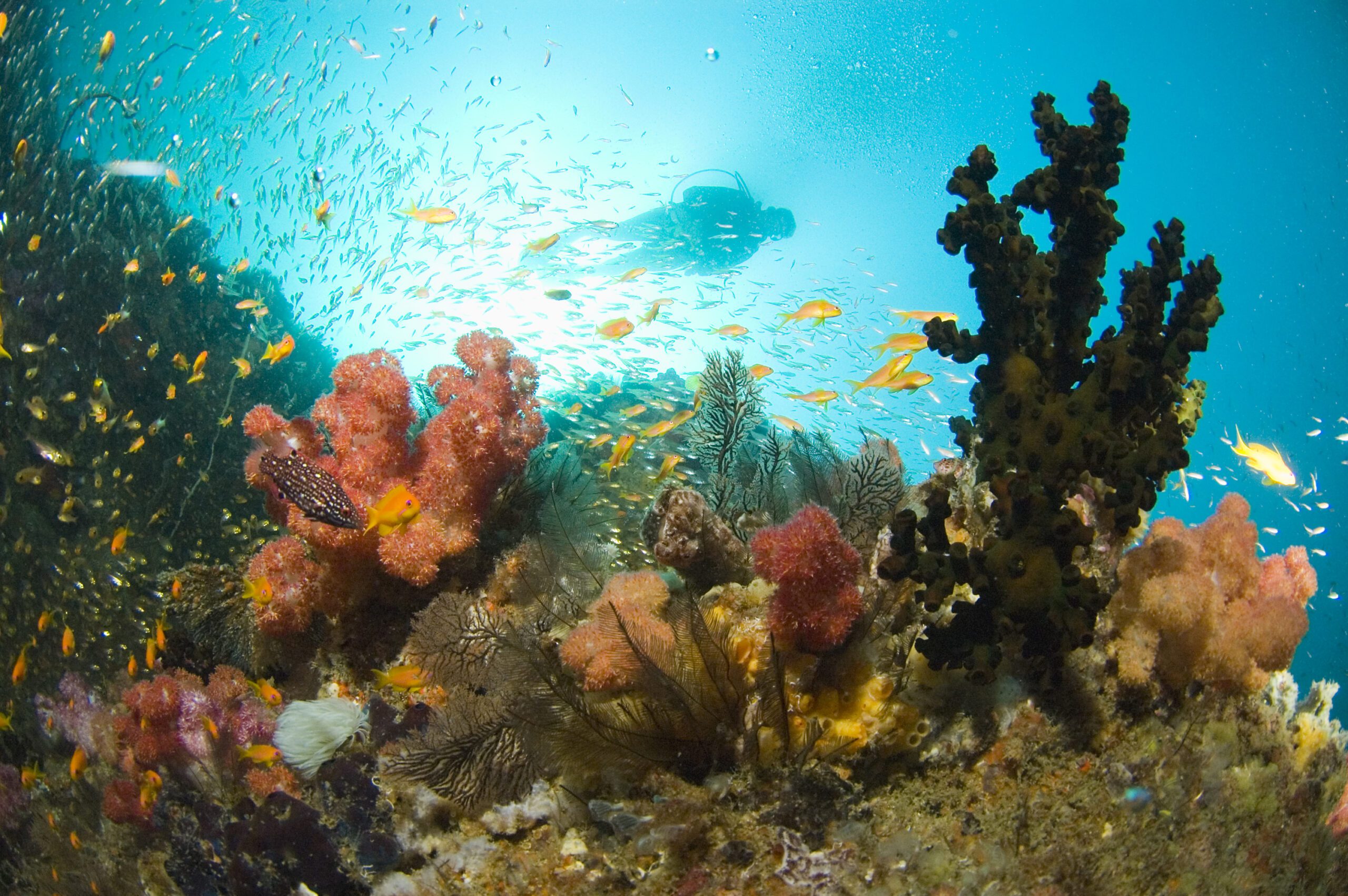 Southern Mozambique, Reef, Diving