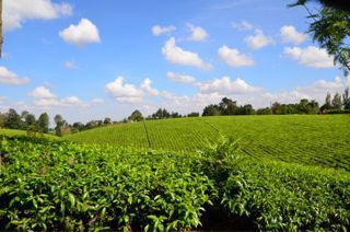 Explore outside Nairobi: Tea and Cheese, Tea Farm