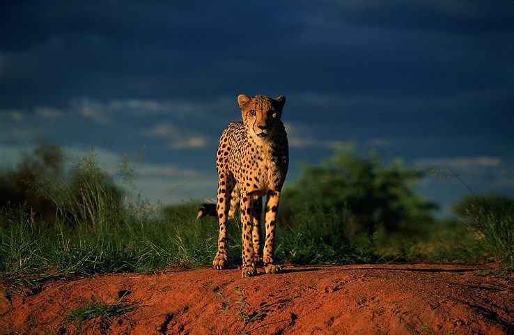 Visions of Namibia:  Pioneering Initiatives in Conservation, Cheetah