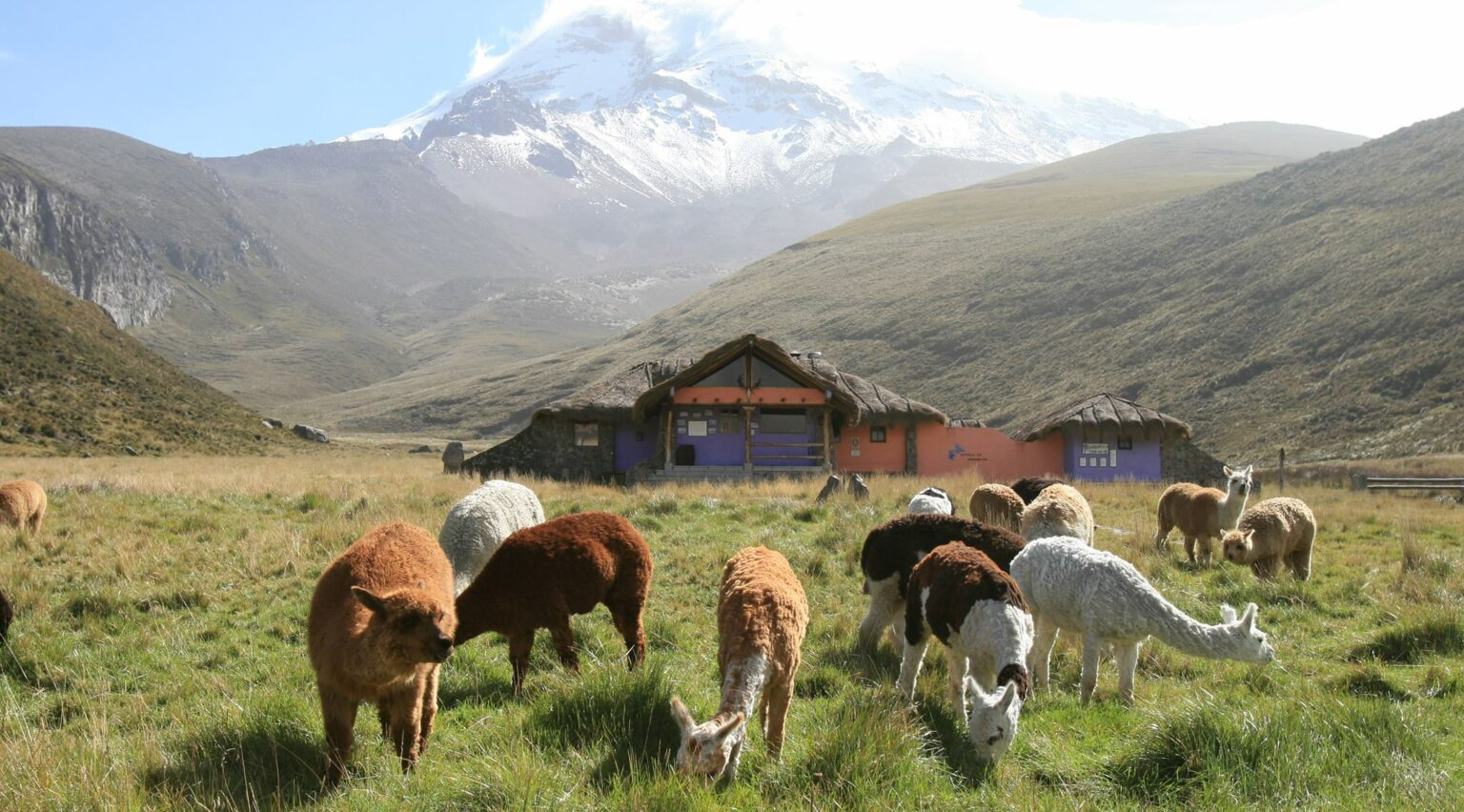 Lamas near Chimborazo Volcano in Highalnds
