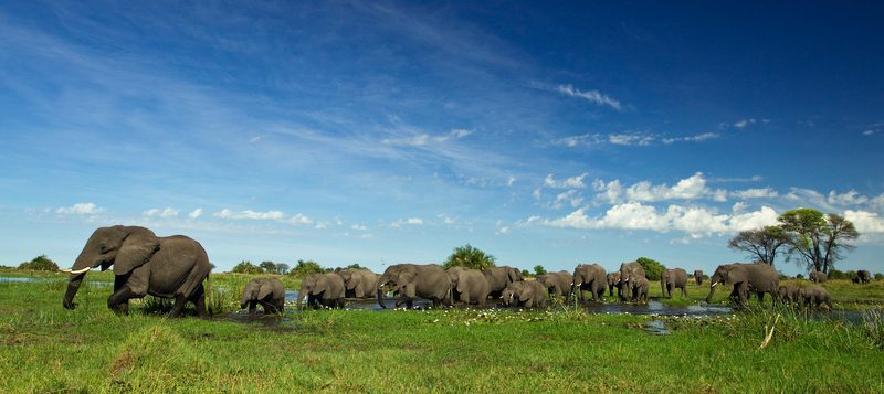 Zeros for Rhinos Safari in Botswana, Elephant Herd at Duba Plains. Photo by Beverly Joubert.