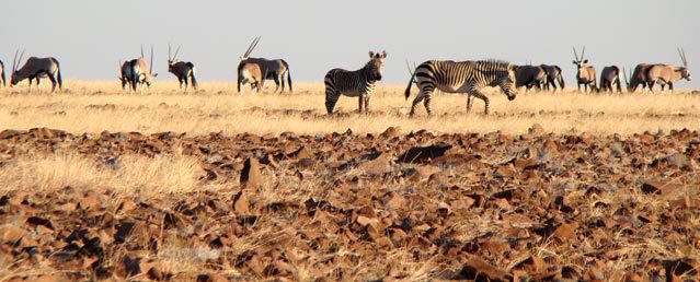Visions of Namibia:  Pioneering Initiatives in Conservation