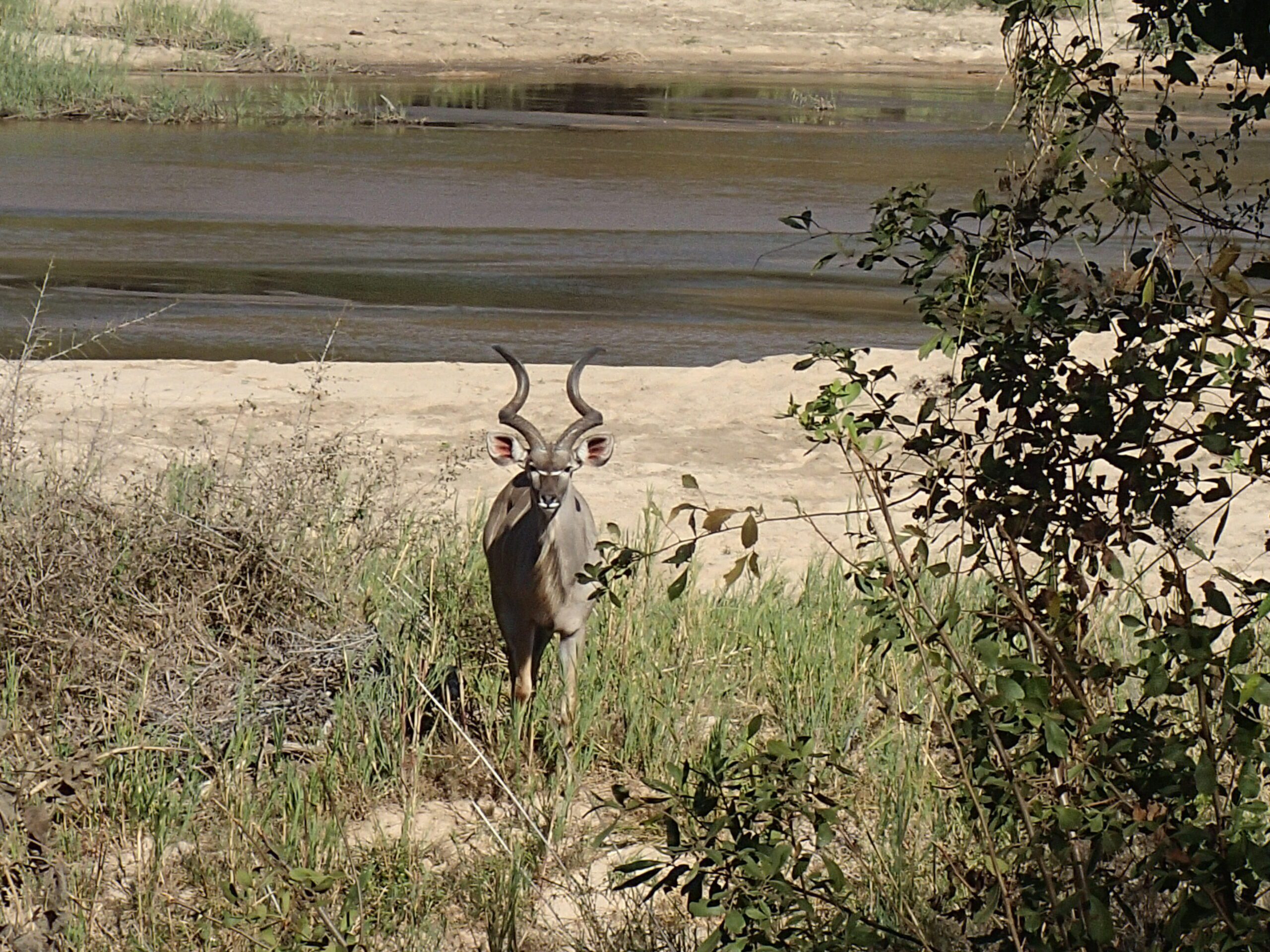 Safari Highlights from the Brown's, Photo Courtesy of Fred Brown. Kudu