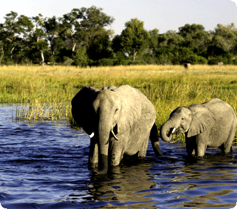 Safari Seasons in Southern Africa, Elephants in the Water