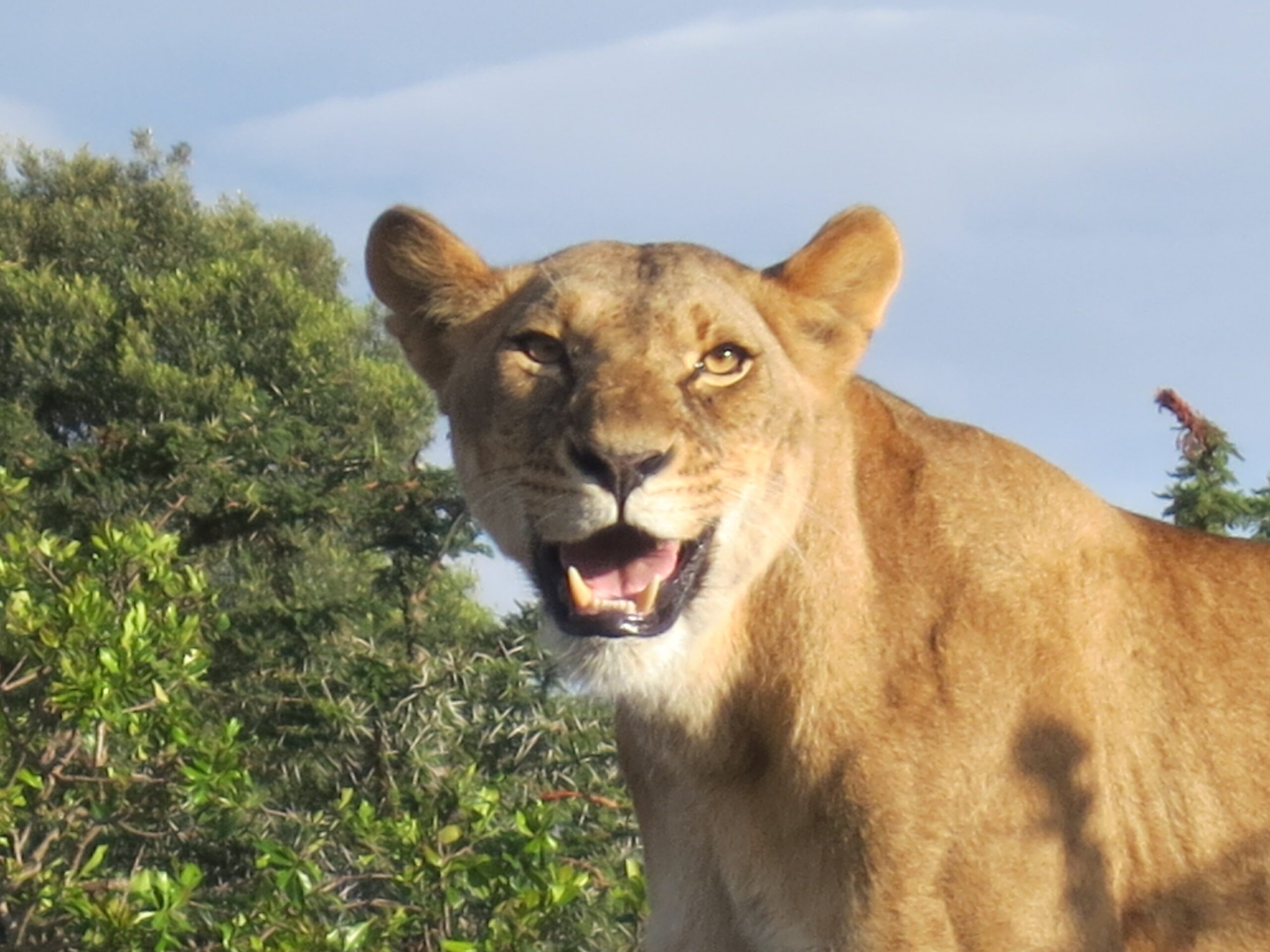 Pearl's Trip to Kenya, Lioness