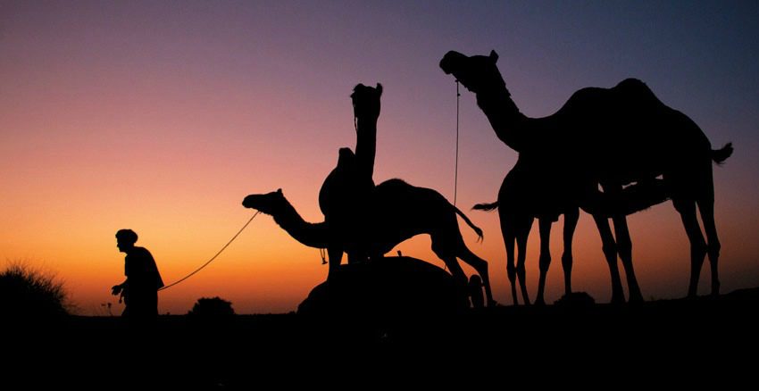 camels in Jodhpur, Rajasthan on India trip