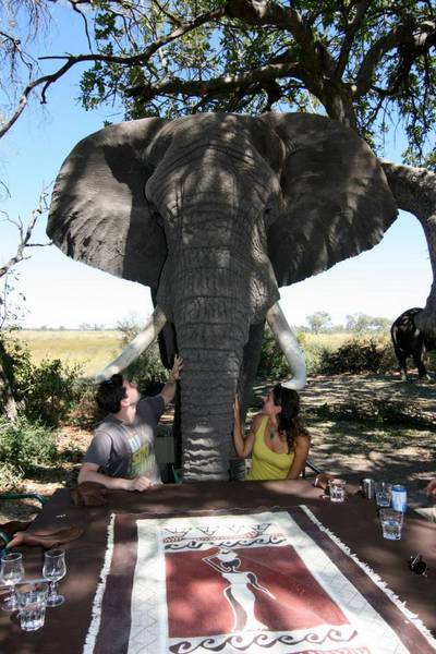 Walking with Elephants in Botswana, The perfect lunch guest!