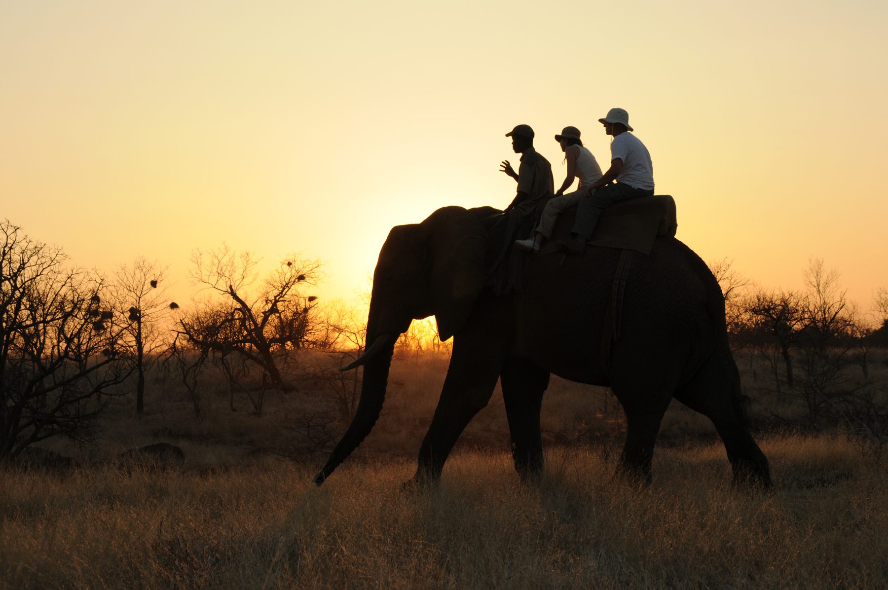 Victoria Falls: Staying in Zimbabwe, Elephant Back Safarais