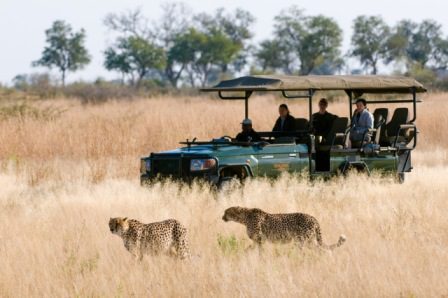 Zeros for Rhinos Safari in Botswana, Zarafa vehicle cats