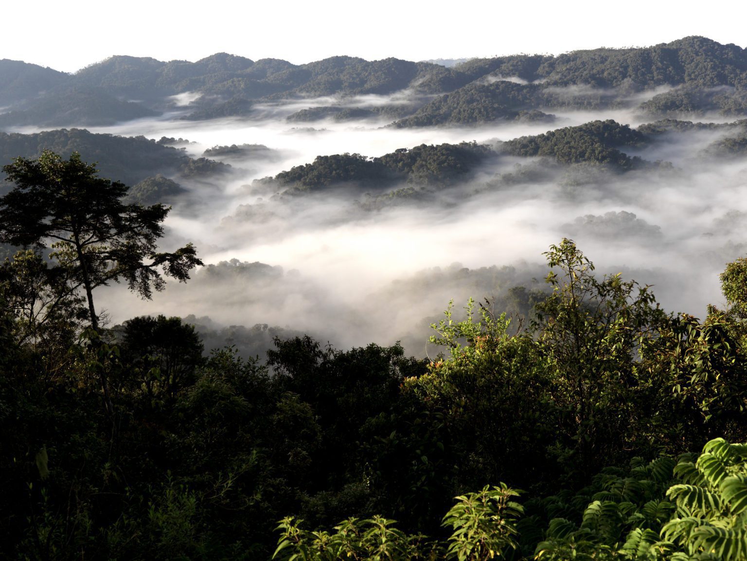 low hanging clouds over rwanda's nyungwe forest