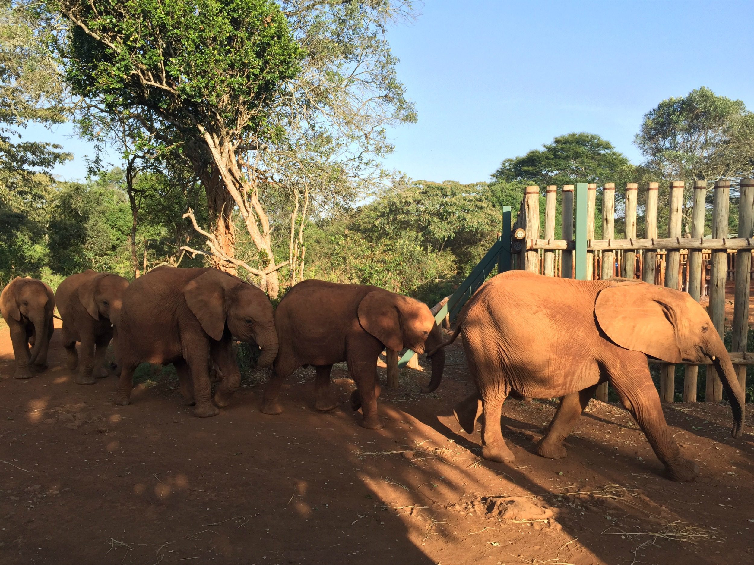 David Sheldrick Elephant Orphanage - Photo Credit: Forrest Whitcomb