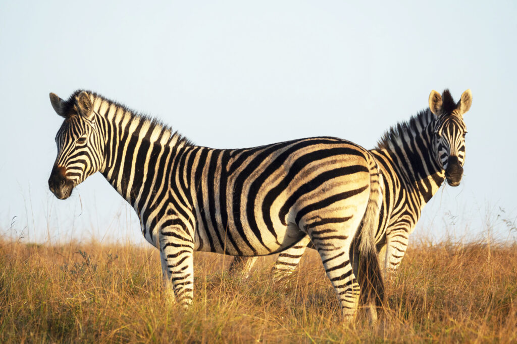 A pair of Zebra in Amakhala Game Reserve in the Eastern Cape. Image courtesy of HillsNek Lodge