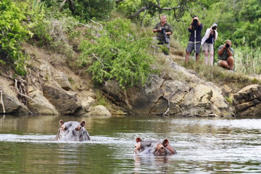 Hippos peeking out of the river in Ukhozi Lodge in Kariega Game Reserve