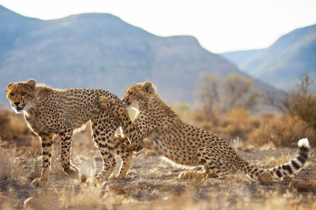 Two cheetahs at Samara Private Game Reserve