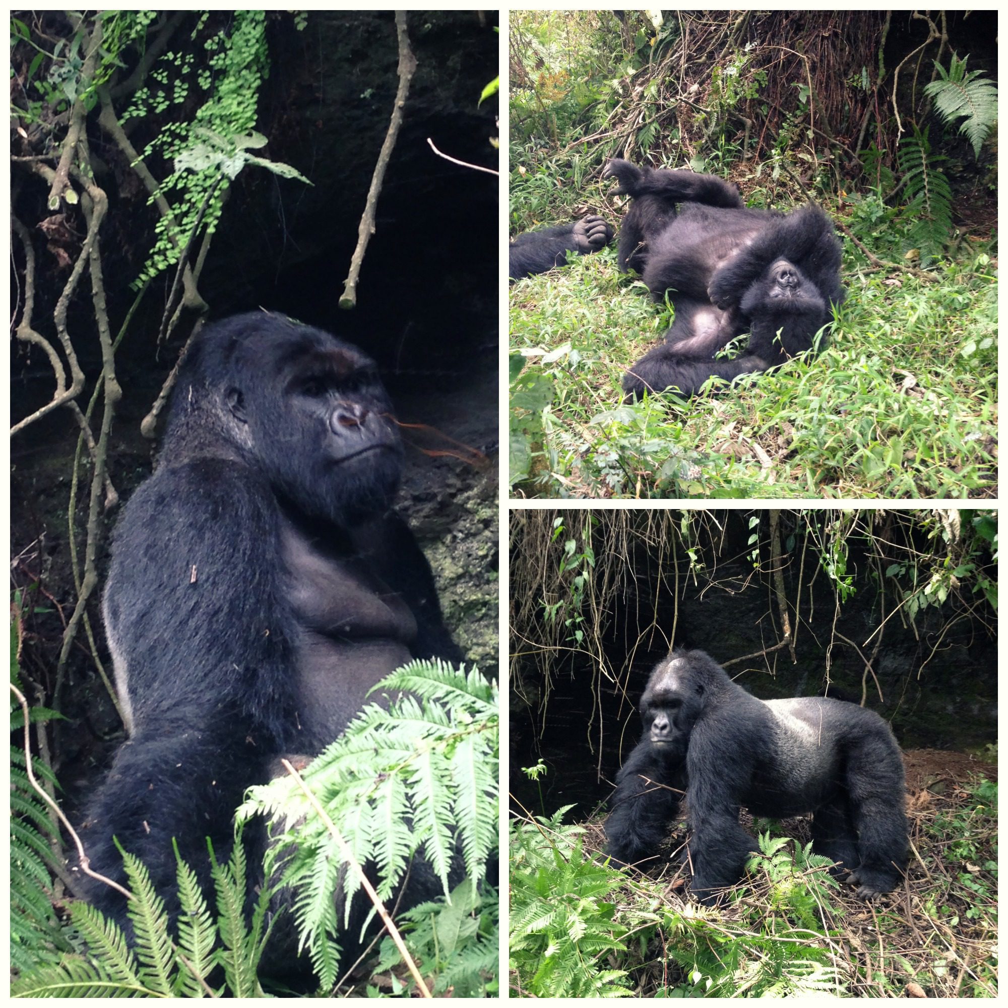 A Visit to Virunga, Gorillas