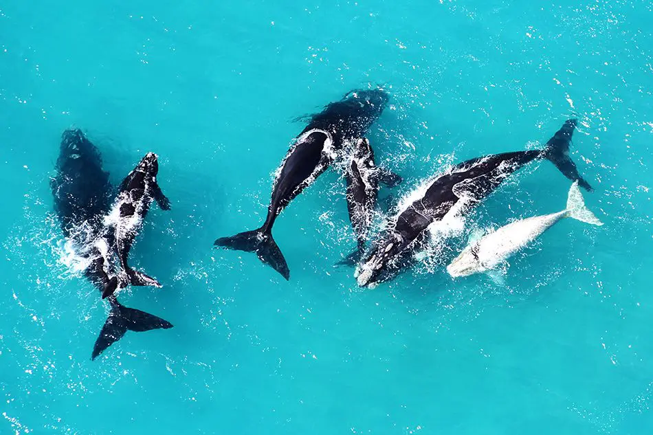 Plan your Trip, aerial photo looking down at 5 whales in turquoise water