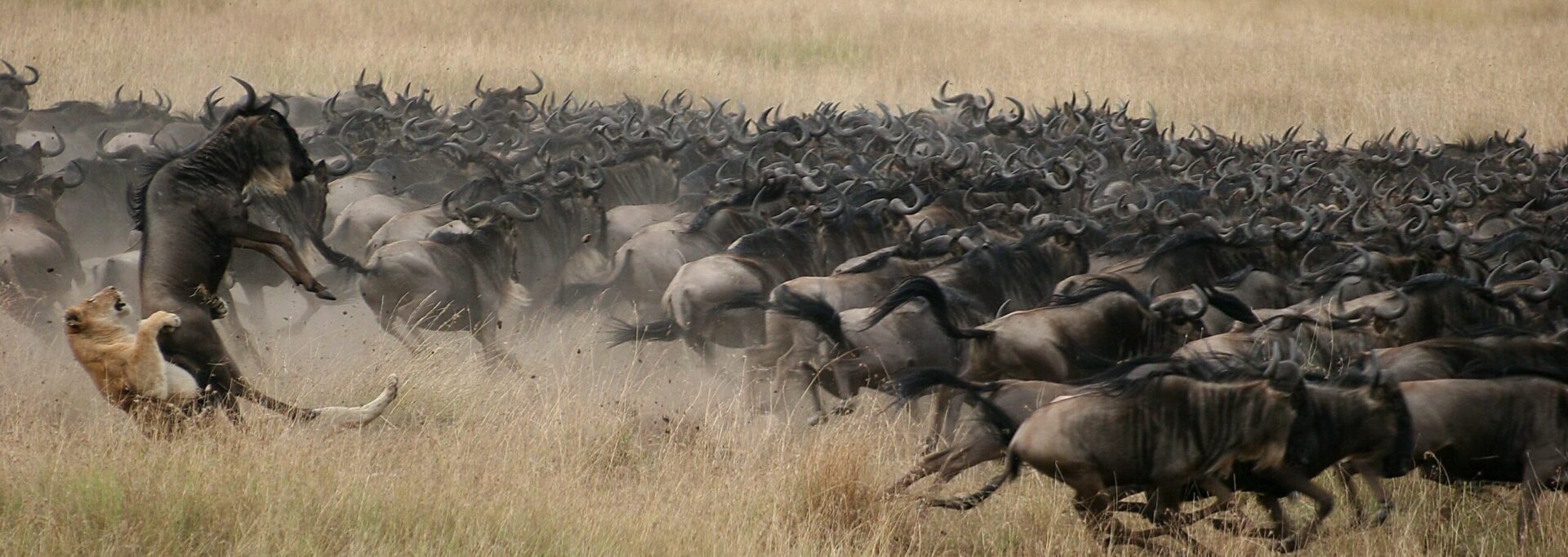 lion hunting a herd of wildebeest in the brown grass