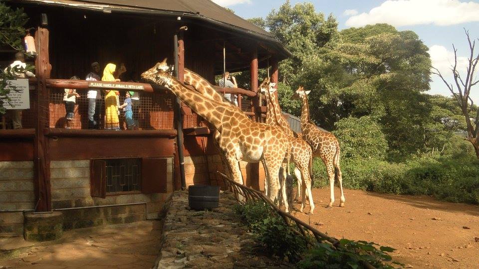 Things to do in Nairobi, Giraffe