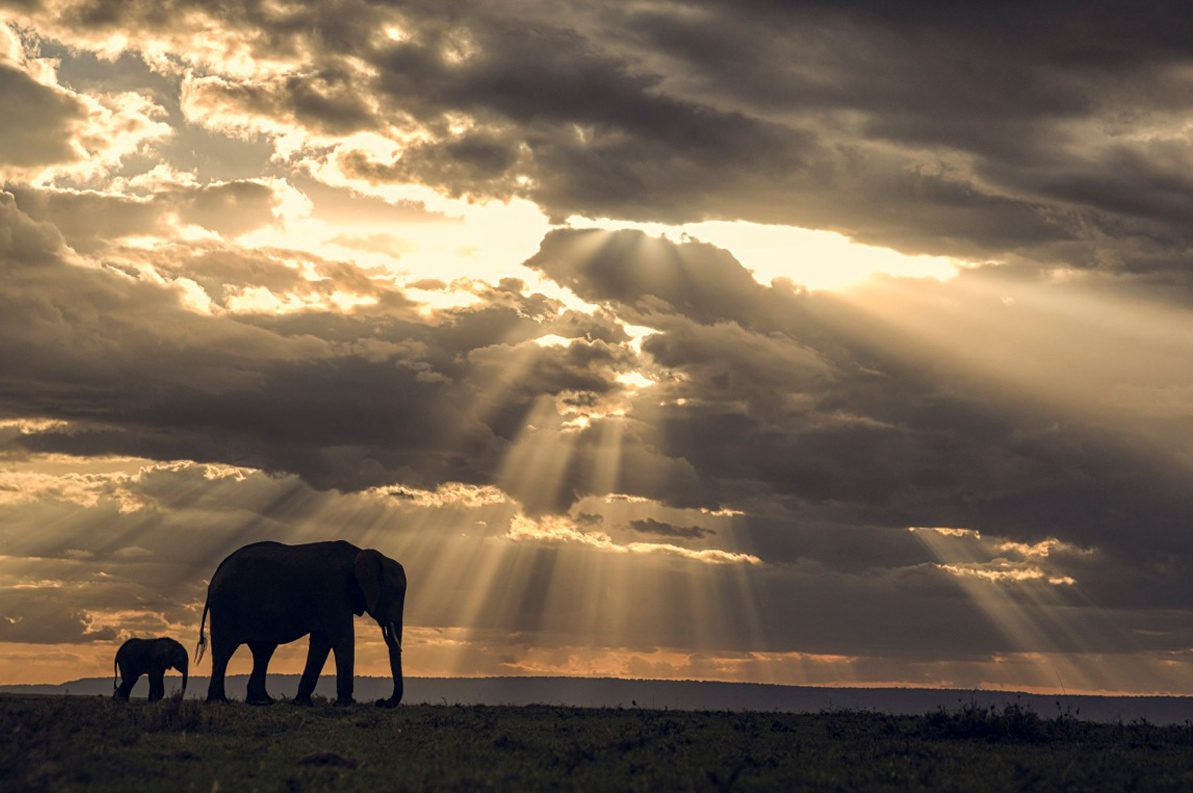 elephant at sunrise