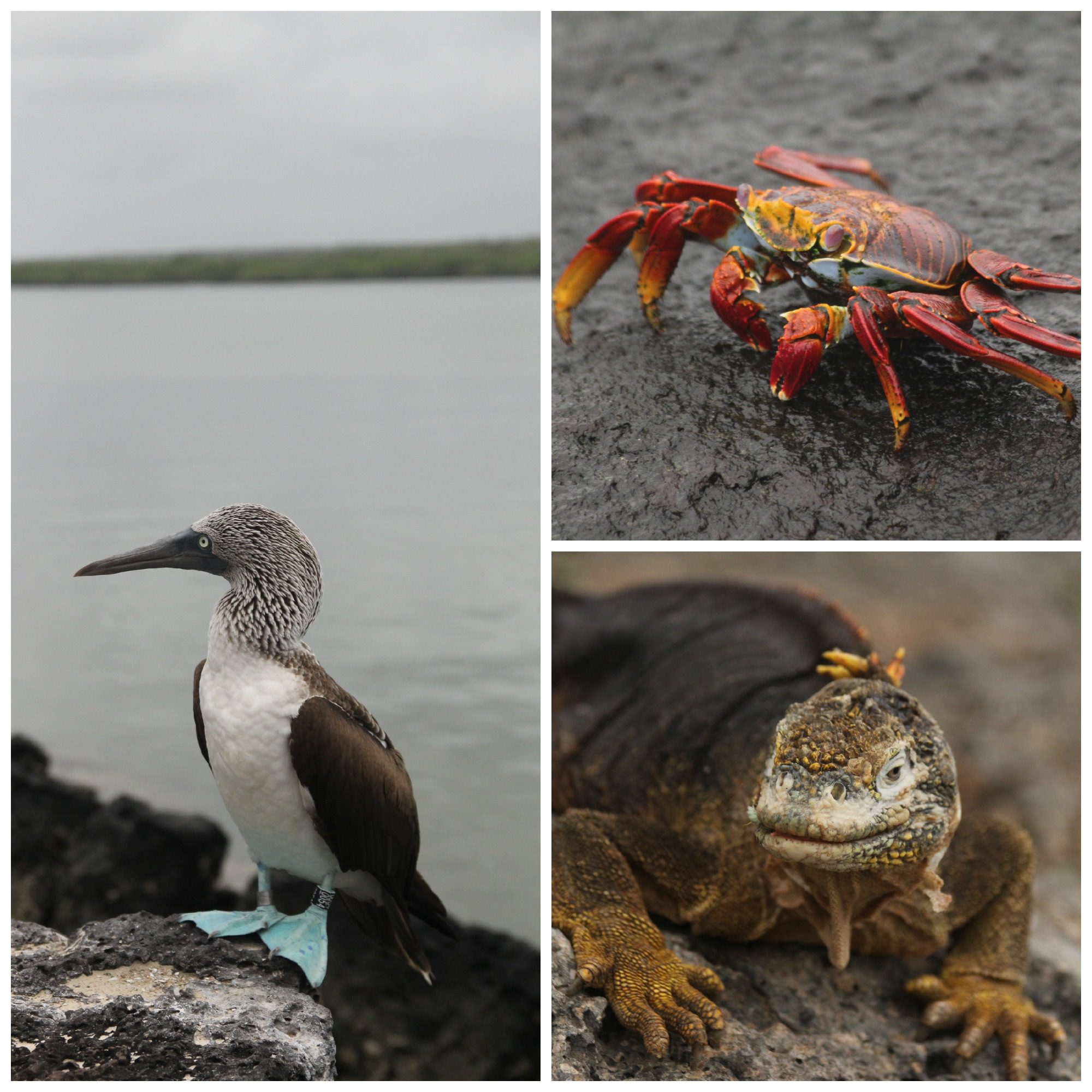 three photos of galapagos wildlife on Ecuador holiday
