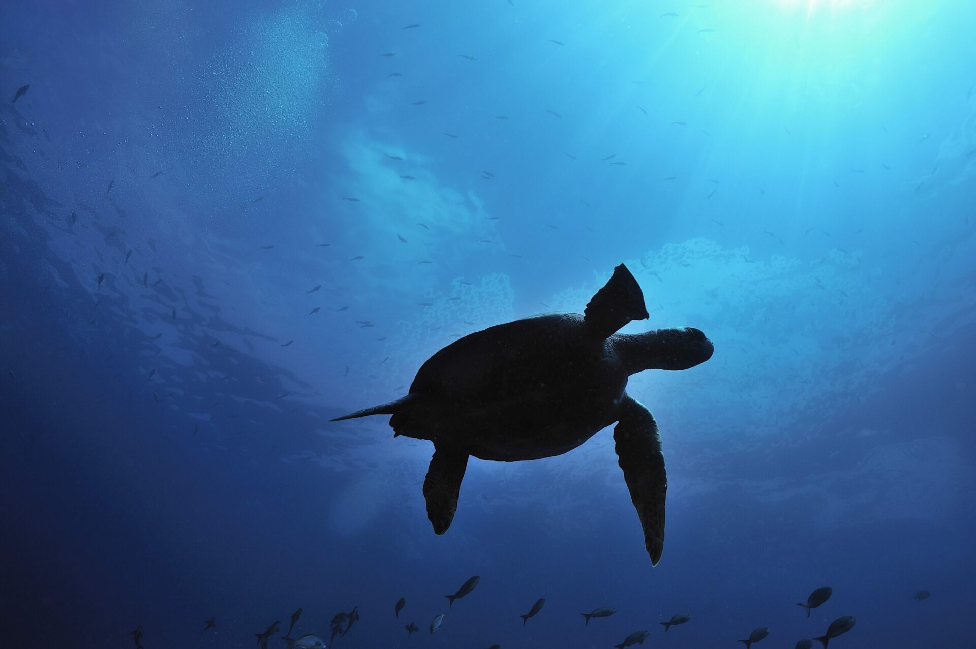 silhouette of turtle below water in Galapagos on this Ecuador & Peru holiday