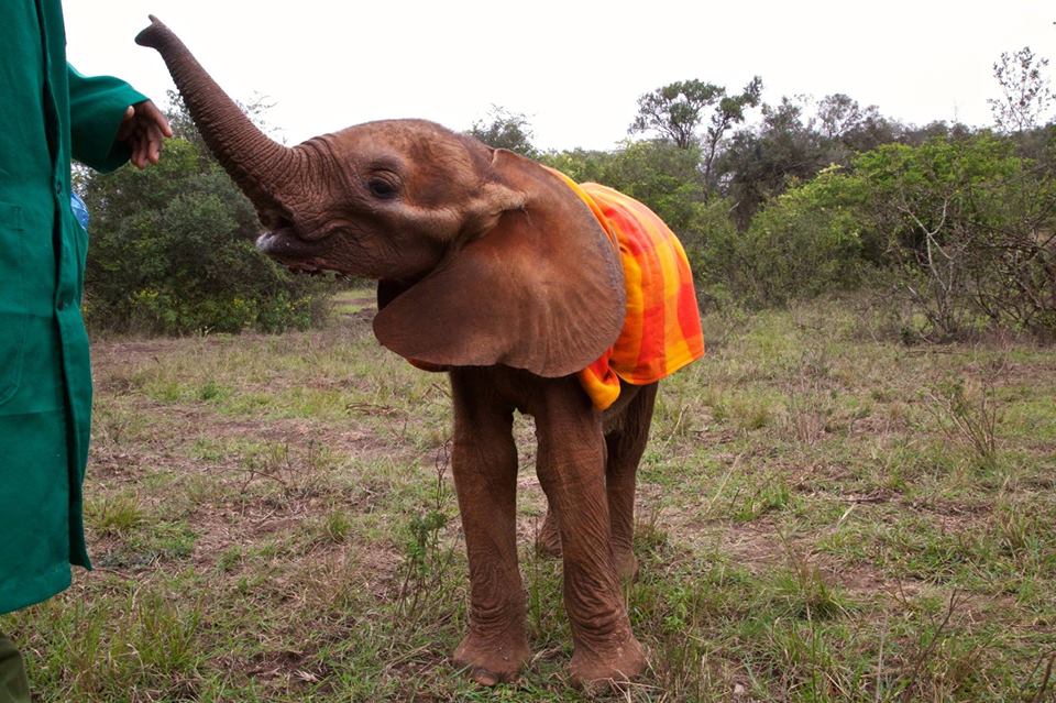 Things to do in Nairobi, , Elephant