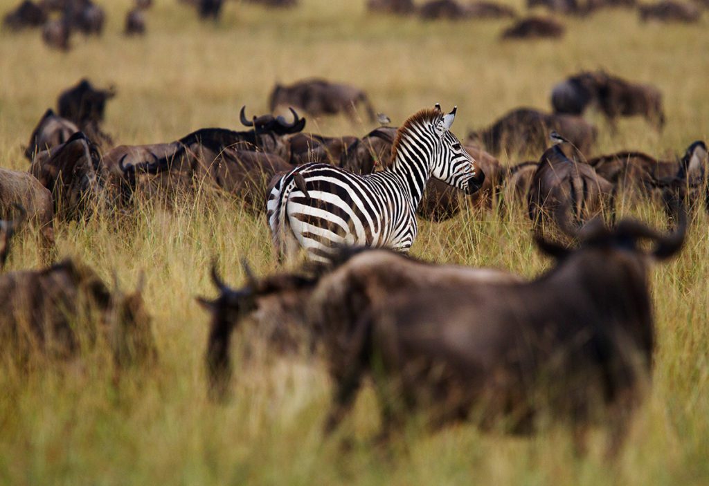 zebra and wildebeest in the Maasai Mara