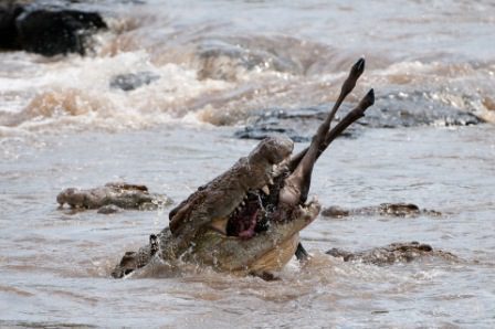 crocodile eating wildebeest in river