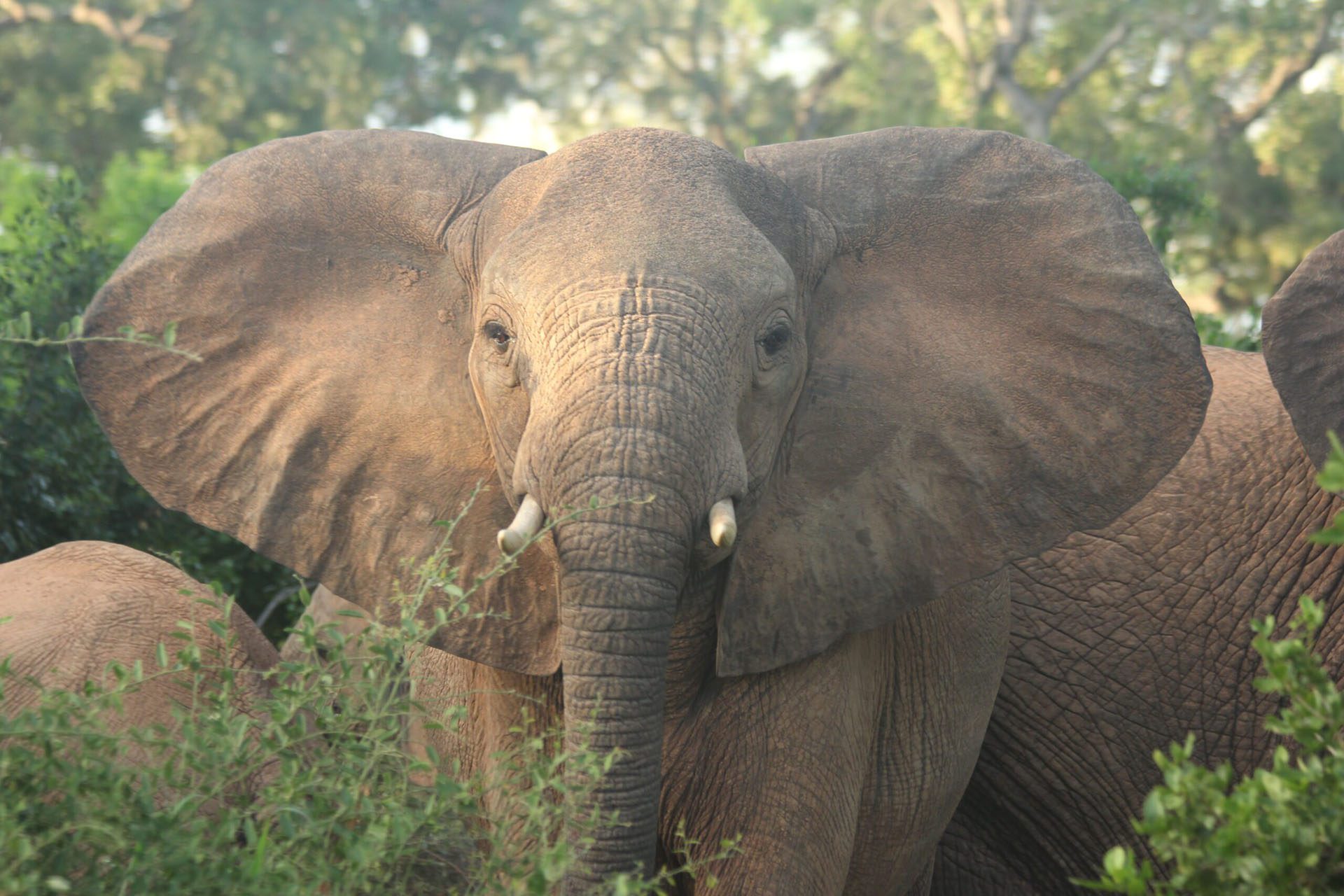 a close up of an elephant with trees in the background.