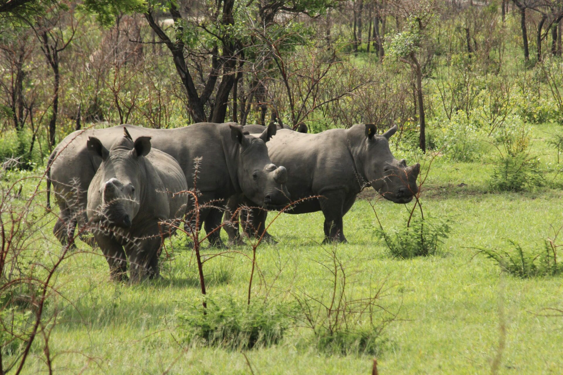 rhinos in a field seen on Zimbabwe safari