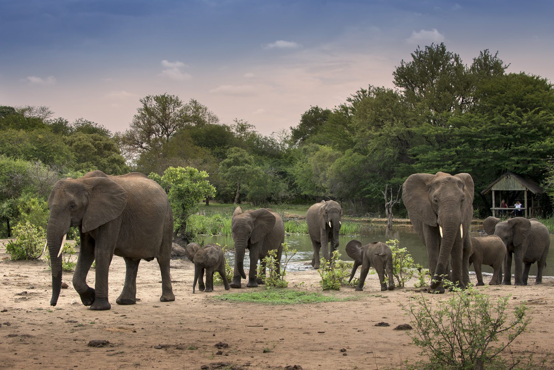 Elephants at a water hole at Tanda Tula